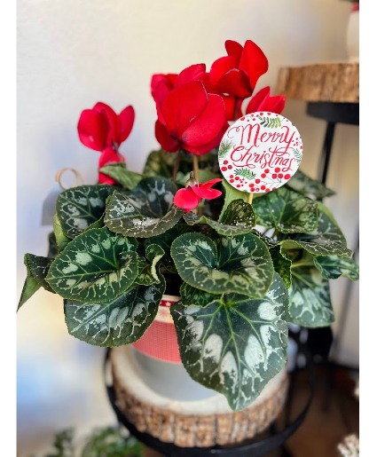 Holiday Cyclamen Blooming Plant