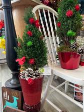 Holiday Cypress Plant