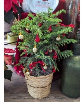 Holiday Decorated Norfolk Pine Plant