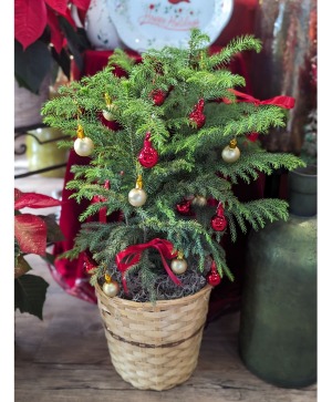 Holiday Decorated Norfolk Pine Plant