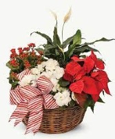 Holiday Dish Garden 