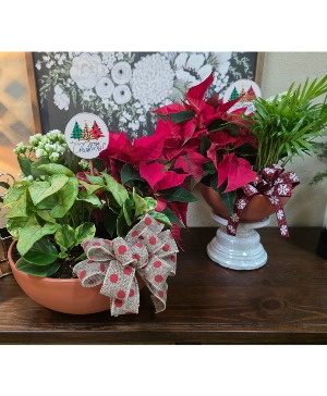 Holiday dish garden 