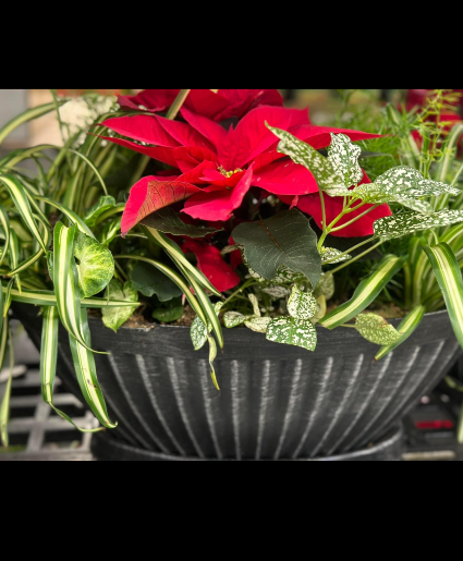 Holiday Dish Garden Dish Garden 