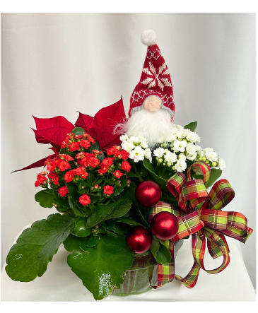 Holiday Dish Garden Dish Garden in Sarasota, FL | SARASOTA FLORIST