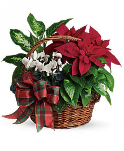 Holiday Dish Garden Plants