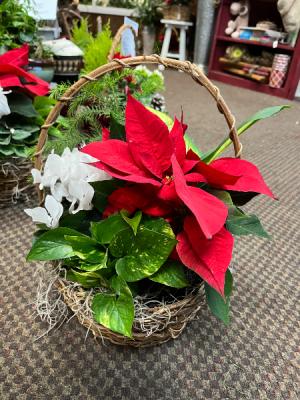 Holiday Dish Garden While supplies last