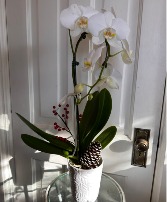 Holiday Dressed Orchid 