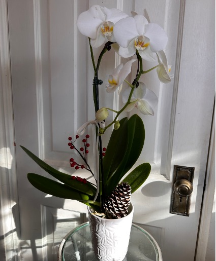 Holiday Dressed Orchid 