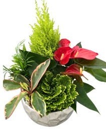  Evergreen Luxe Planter 
