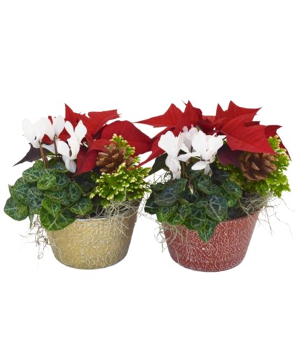 Holiday Garden 6