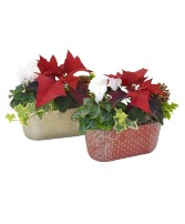 Holiday Garden 8" Mixed Planter