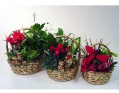 Holiday Garden Basket Plant Arrangement