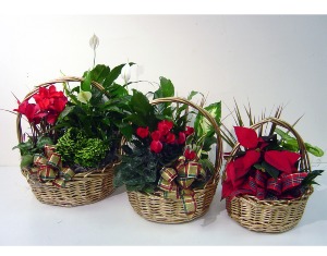 Holiday Garden Basket Plant Arrangement
