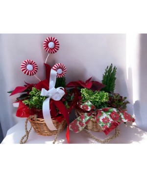 Holiday Hanging Basket (LGOE)