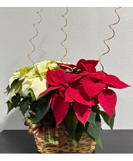 Holiday Harmony Poinsettia Basket 
