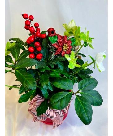 Holiday Hellebore in Fairview, OR | QUAD'S GARDEN - Home to Trinette's Floral Holiday Hellebore in Fairview, OR | QUAD'S GARDEN - Home to Trinette's Floral