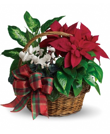 Poinsettia Holiday Harmony  in Winnipeg, MB | MYRA ROSE FLORIST