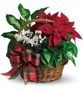 Holiday Homecoming Basket House plants