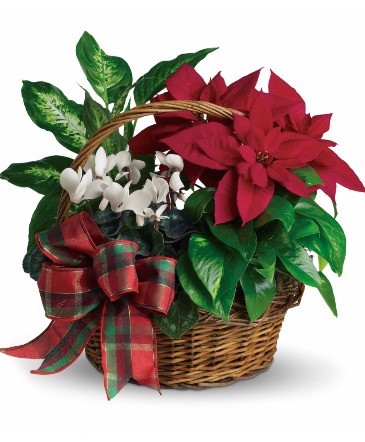 Holiday Homecoming Plant Basket  in Arlington, TX | Wilsons in Bloom