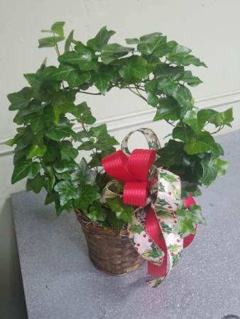 Holiday Ivy Wreath Plant Green Plant