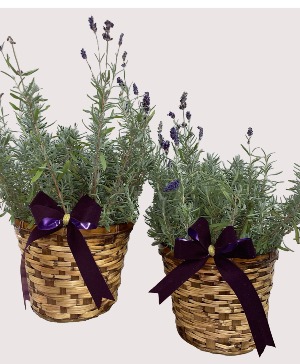 Holiday Lavender 