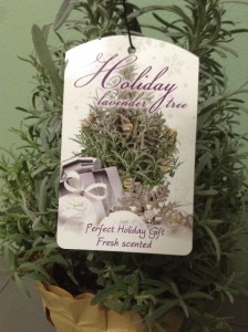 Holiday Lavender Tree Plant