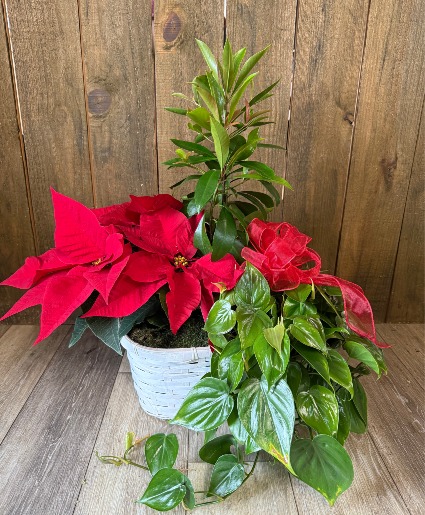 Holiday Mixed Dish Garden Plant