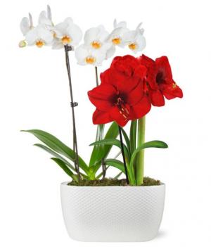 Holiday Orchid & Amaryllis Duo Plant