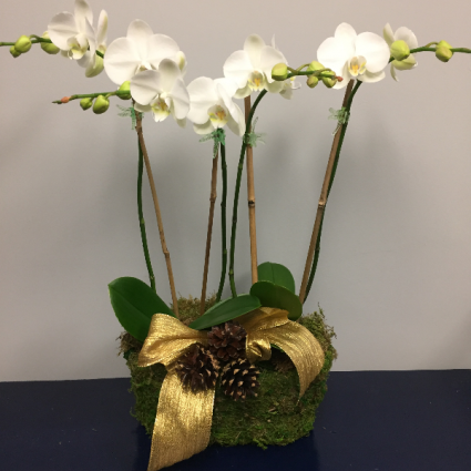 Holiday Orchid Arrangement 