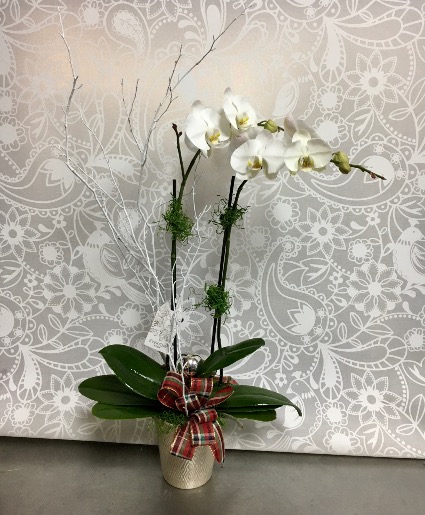 Holiday Orchid Plant  