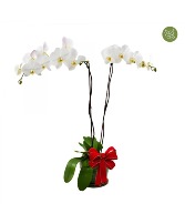 Holiday Orchid Plant Double Stem White 