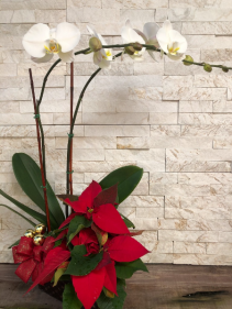 Holiday Orchid Planter