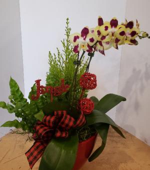 Holiday Orchid planter Plants