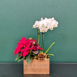 Holiday Orchid & Pointsettia Planter 