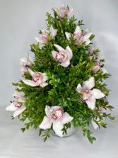 Holiday Orchid tree 
