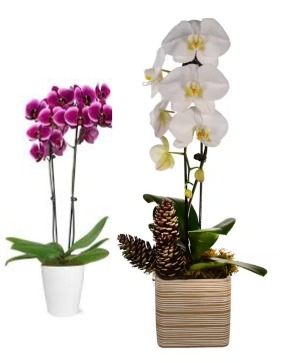 Holiday Orchids 