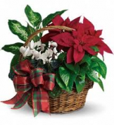 Holiday Plant Basket Blooming Plants