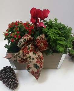 Holiday Planter Box plants