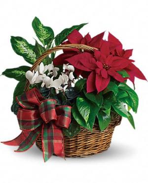 Holiday Plant Dish Garden Basket Christmas