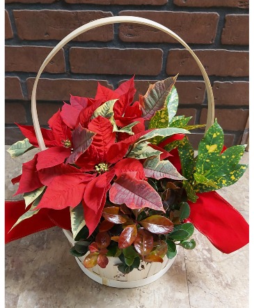 Holiday Planter  in Calgary, AB | CROWFOOT PANDA FLOWERS CALGARY FLOWER DELIVERY