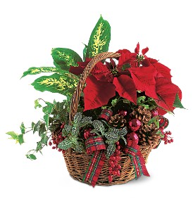 Holiday Planter Basket Christmas Plants