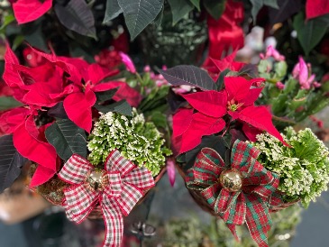 Holiday Planter Garden in Red Lake, ON | FOREVER GREEN GIFT BOUTIQUE