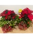 Holiday Planter Garden