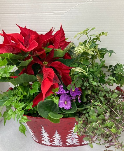 Holiday Planter  green and flowering plants in a festive container
