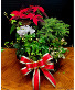 Holiday Planter Seasonal Plants