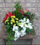 HOLIDAY PLANTER Indoor Blooming Plant