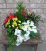 HOLIDAY PLANTER Indoor Blooming Plant