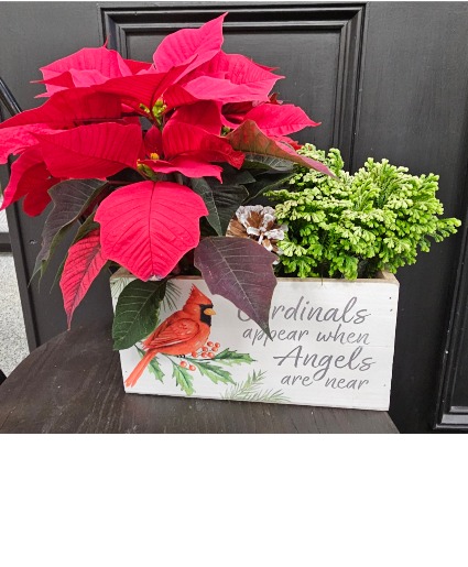Holiday plants