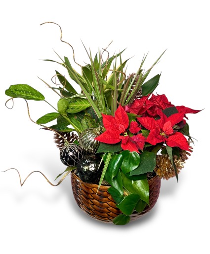 Holiday Poinsetta Garden 