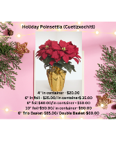 Holiday Poinsettia Plant